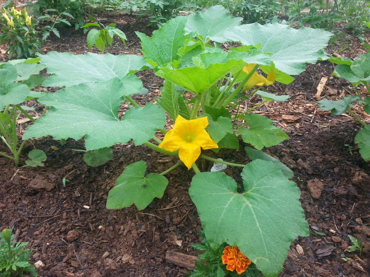 Squash, Organic Crookneck Squash Seeds Gran's Garden Seeds