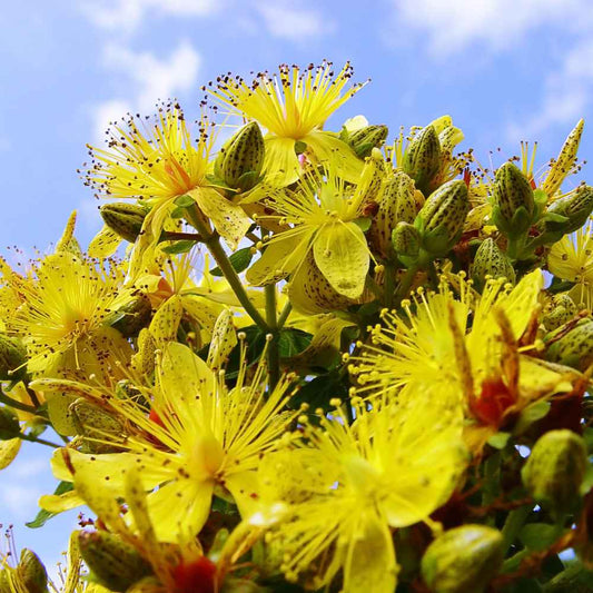 ST John's Wort Seeds