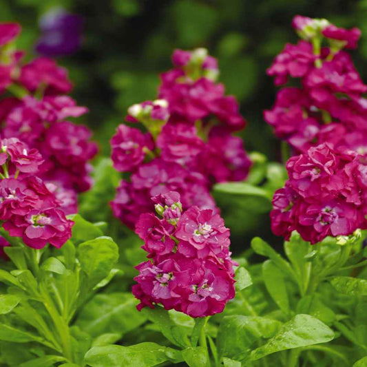 Stock Deep Rose Flower Seeds