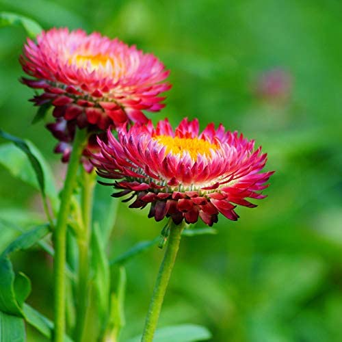 Strawflower Helichrysum Purple-Red