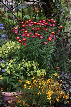 Strawflower Helichrysum Purple-Red