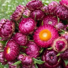Strawflower Helichrysum Purple-Red