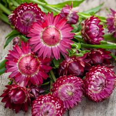 Strawflower Helichrysum Purple-Red