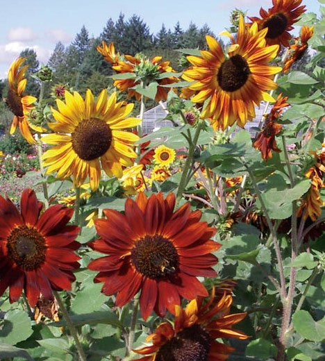 Sunflower Mixed Bulk Seeds