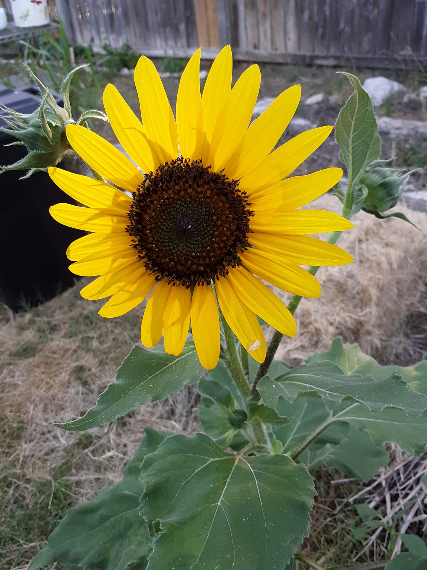 Sunflower Mixed Bulk Seeds