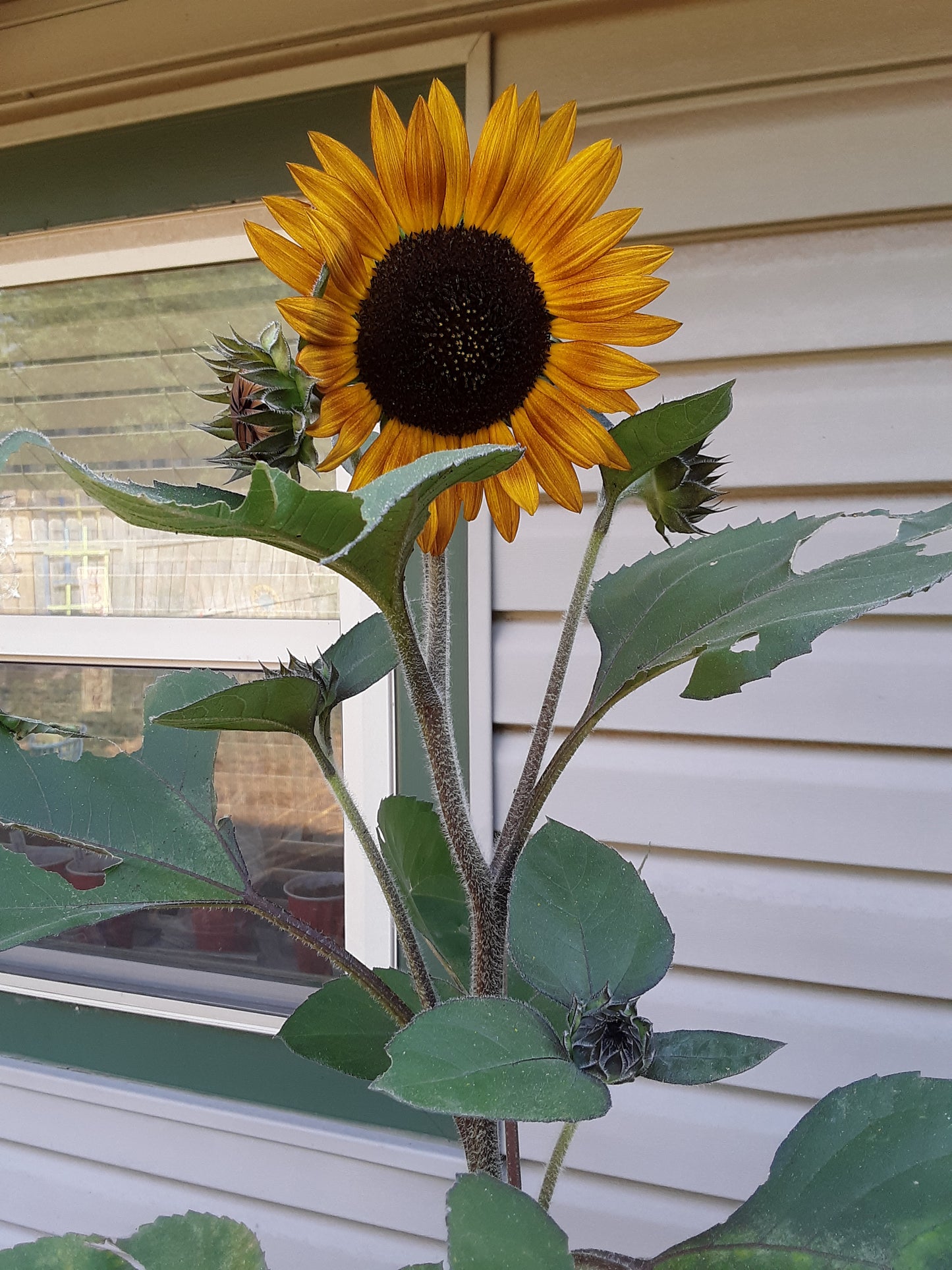 Sunflower Mixed Bulk Seeds