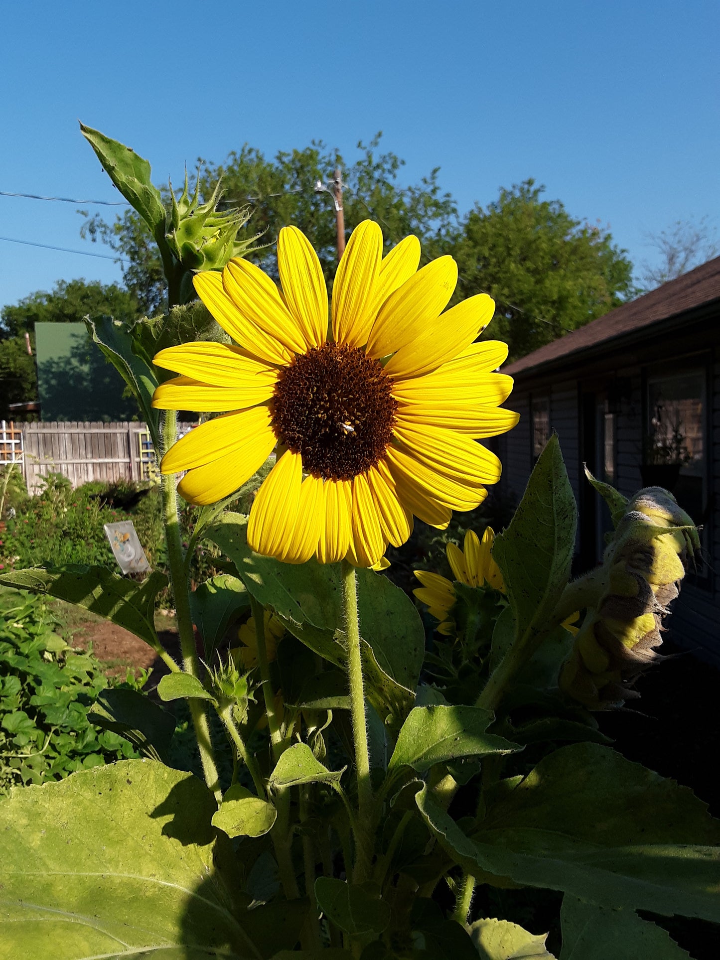 Sunflower Mixed Bulk Seeds