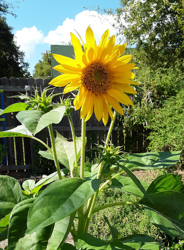 Sunflower Mixed Bulk Seeds – Gran's Garden Seeds