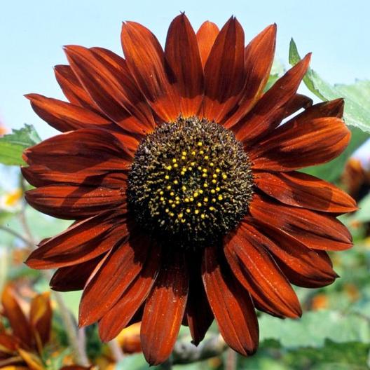 Sunflower Velvet Queen Seeds