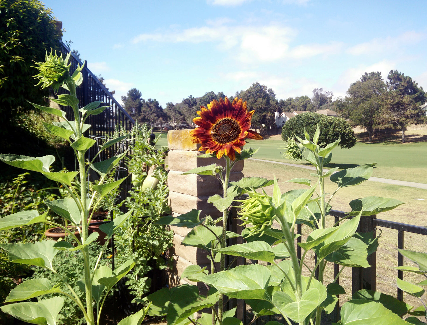 Sunflower Velvet Queen Seeds