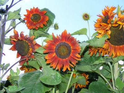 Sunflower Velvet Queen Seeds