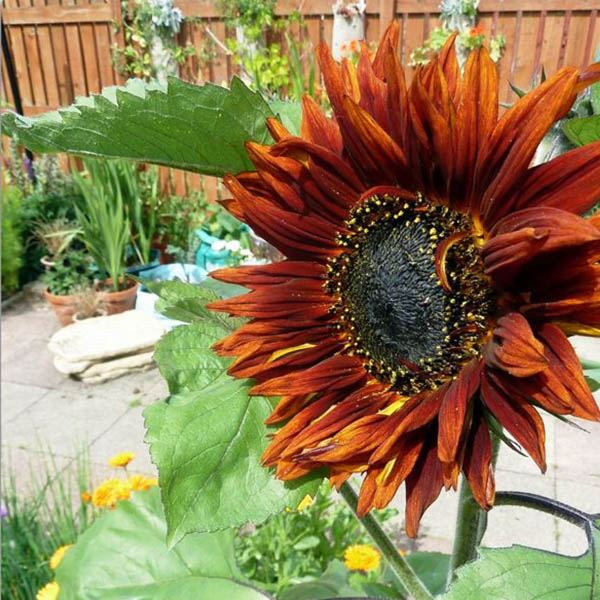 Sunflower Velvet Queen Seeds