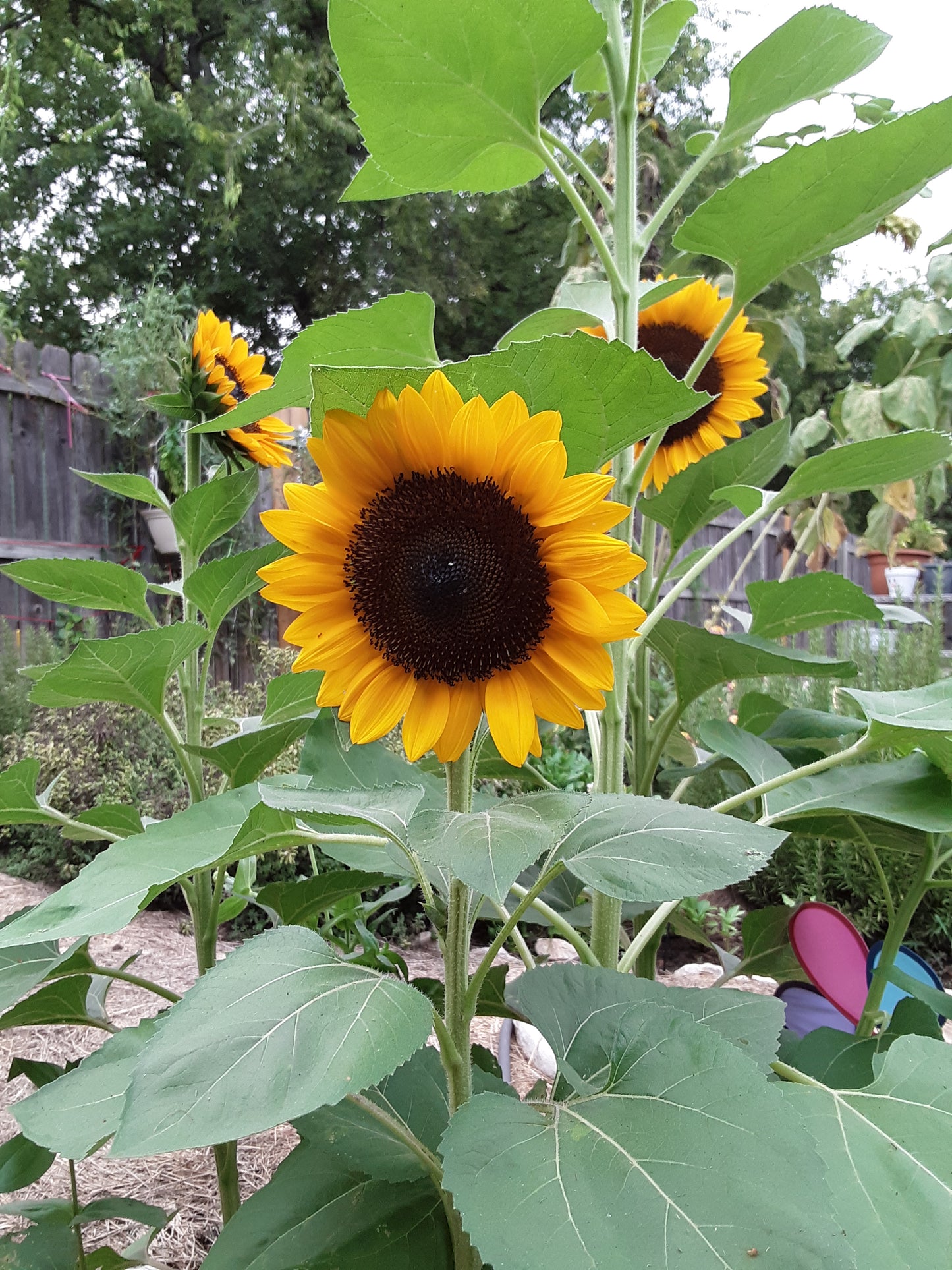 Sunflower Pro-Cut Orange Seeds