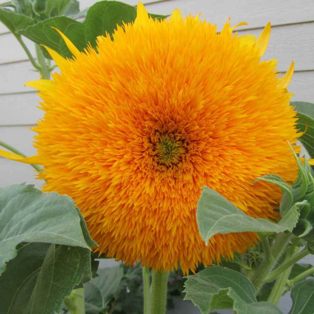 Sunflower Sungold Seeds