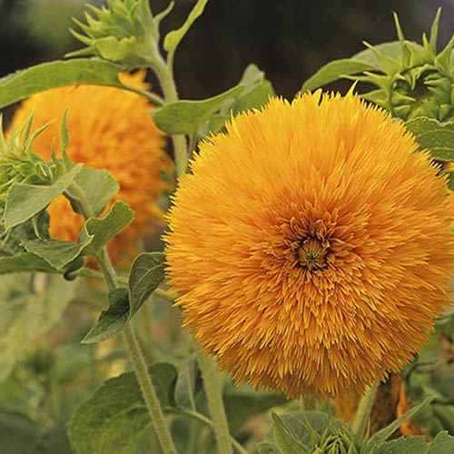 Sunflower Sungold Seeds