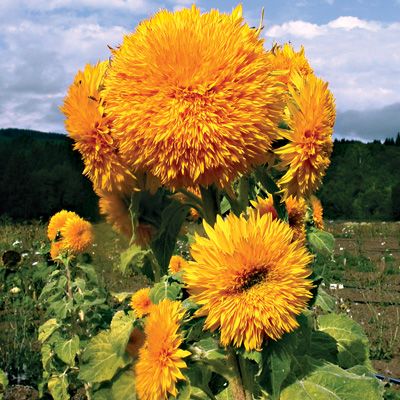 Sunflower Sungold Seeds