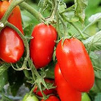 Tomato Seeds, Roma Tomato, Organic Italian Tomato