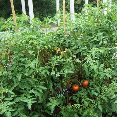 Tomato Seeds, Black Krim Tomato