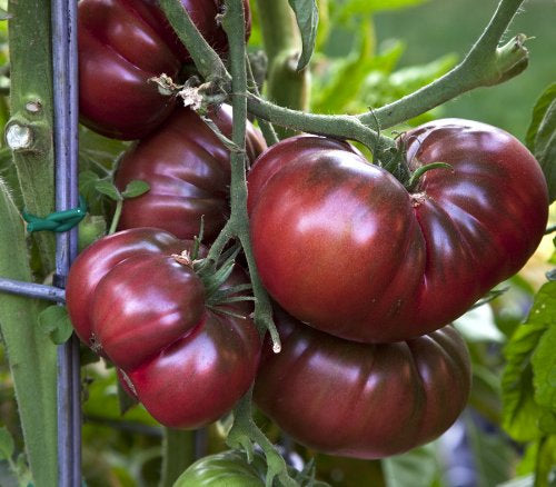 Tomato Seeds, Black Krim Tomato