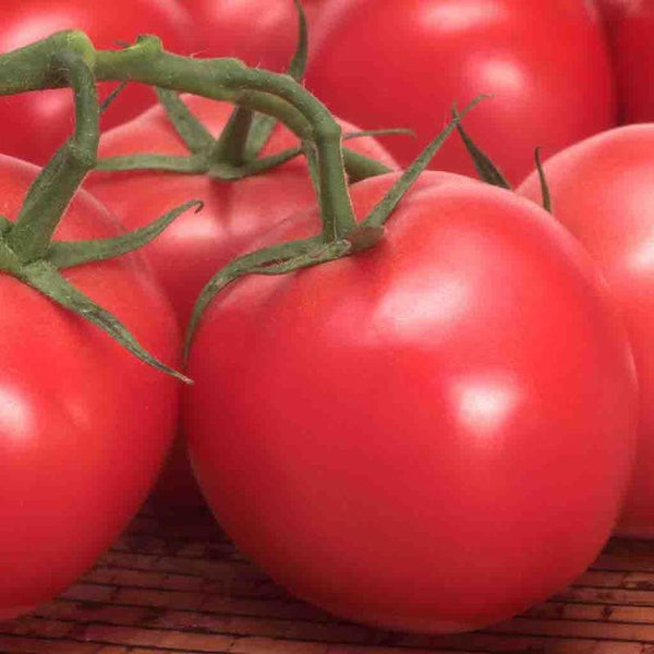 Tomato Seeds, Box Car Willie Heirloom Tomato Gran's Garden Seeds