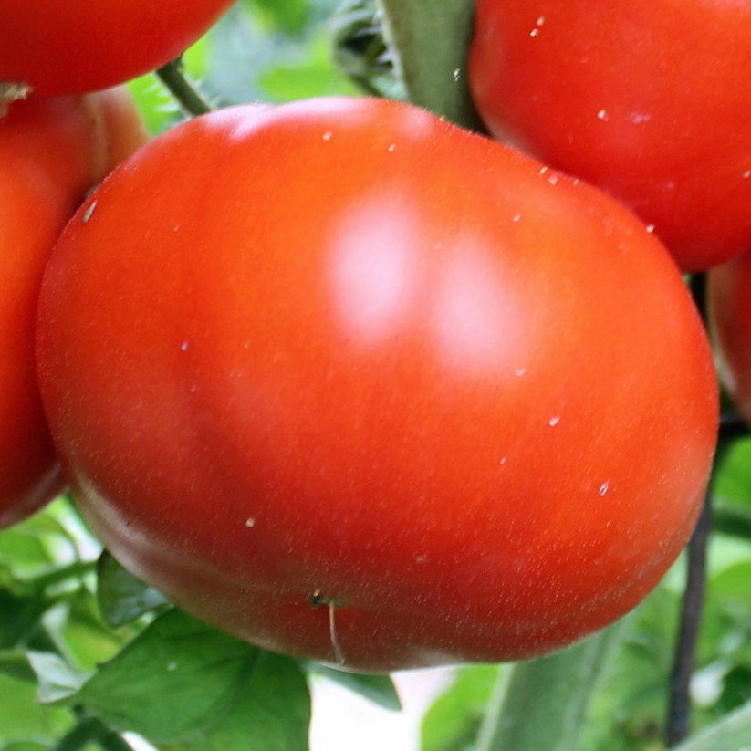 Tomato Seeds, Brandywine Tomato Gran's Garden Seeds