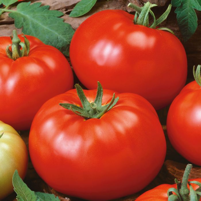 Tomato Seeds, Brandywine Tomato