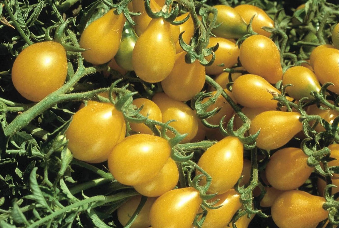 Tomato Seeds, Heirloom Yellow Pear Tomato