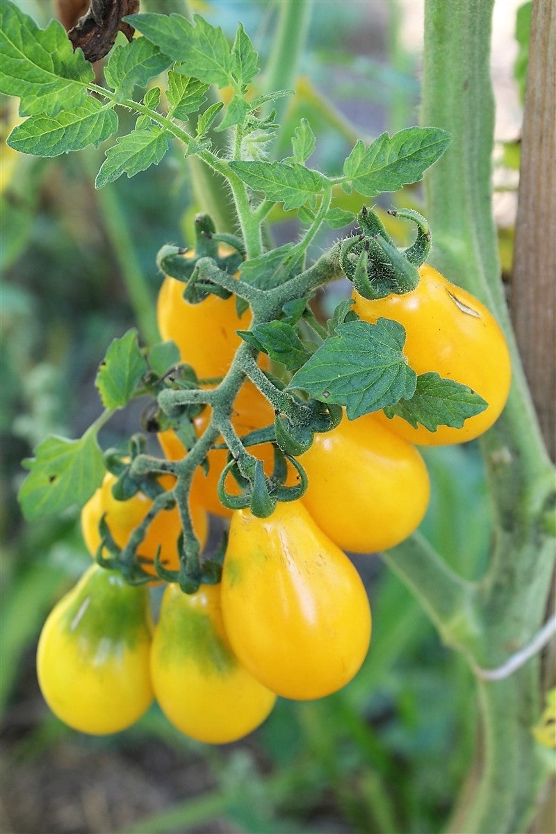 Tomato Seeds, Heirloom Yellow Pear Tomato