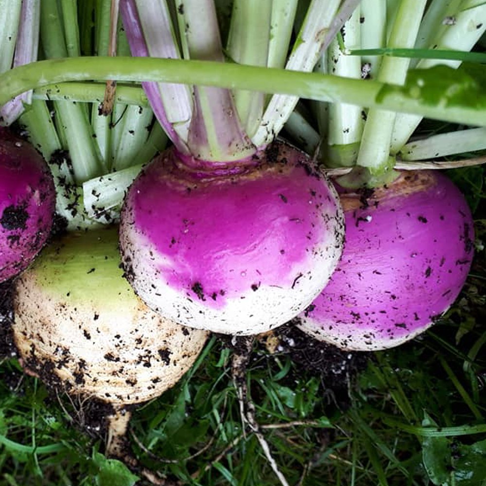 Turnip, Organic Heirloom Purple Top Turnip Seeds