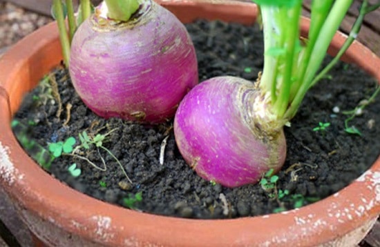 Turnip, Organic Heirloom Purple Top Turnip Seeds