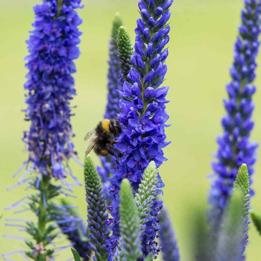 Veronica Spicata Seeds