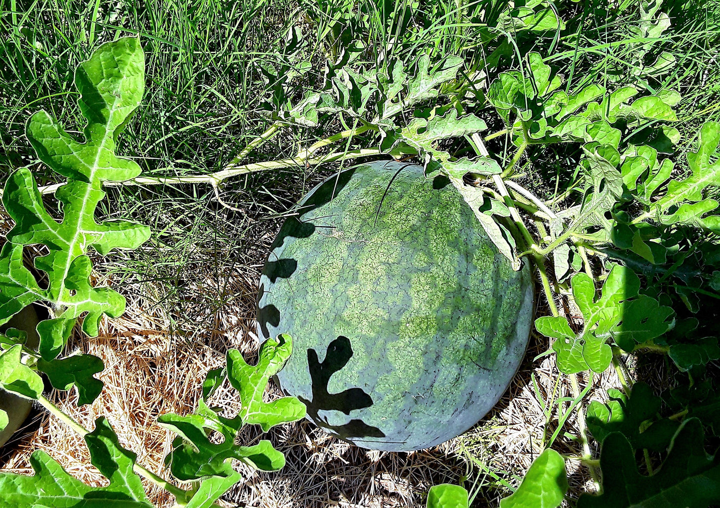 Watermelon, Sugar Baby Watermelon Seeds