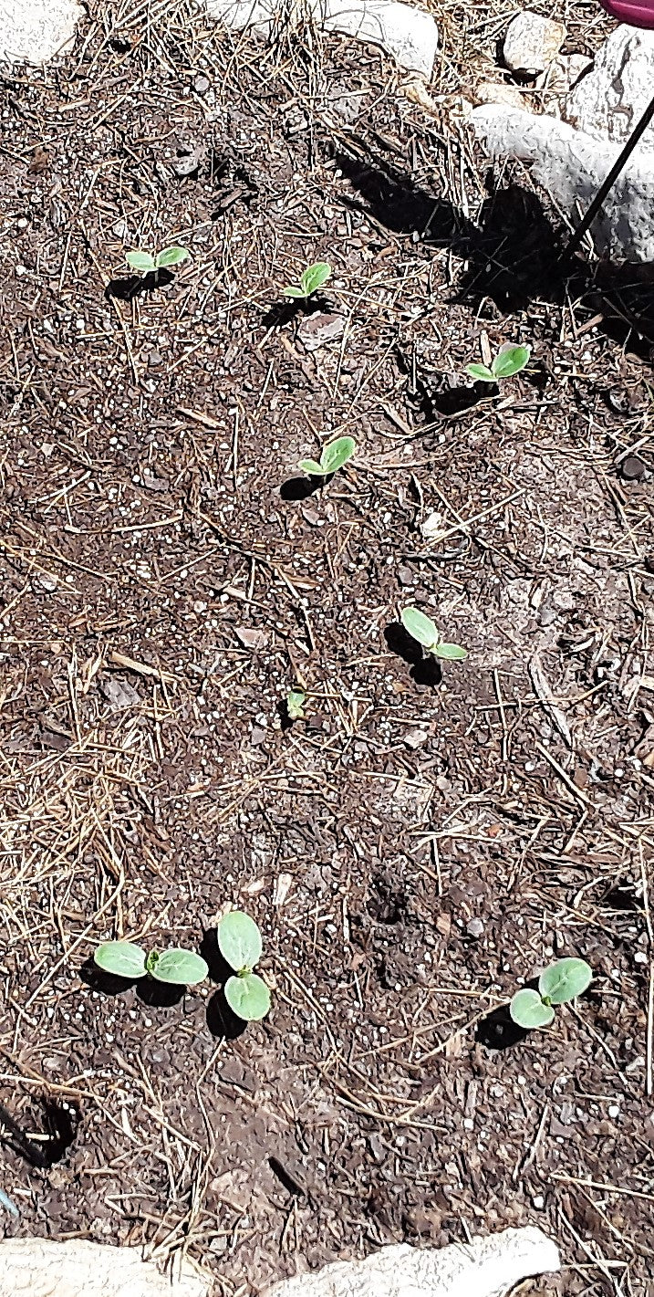 Watermelon, Sugar Baby Watermelon Seeds