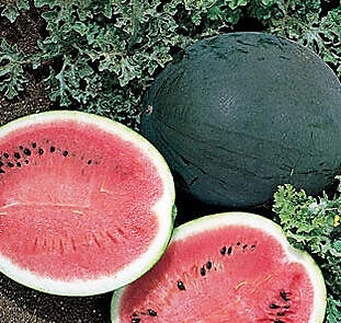 Watermelon, Sugar Baby Watermelon Seeds