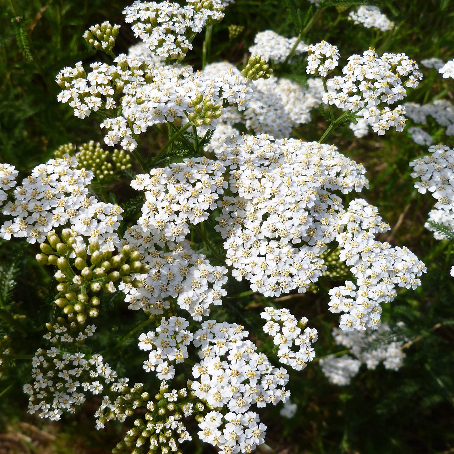 Yarrow, White Common Yarrow Seeds