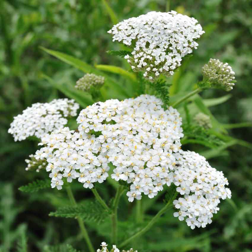 Yarrow, White Common Yarrow Seeds