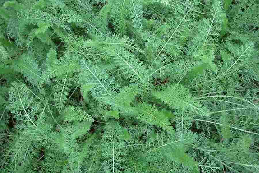 Yarrow, White Common Yarrow Seeds