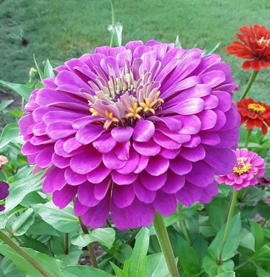 Zinnia Purple Queen Flower Seeds