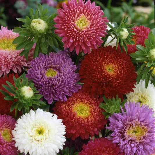 Aster Compact Milady Mix Seeds