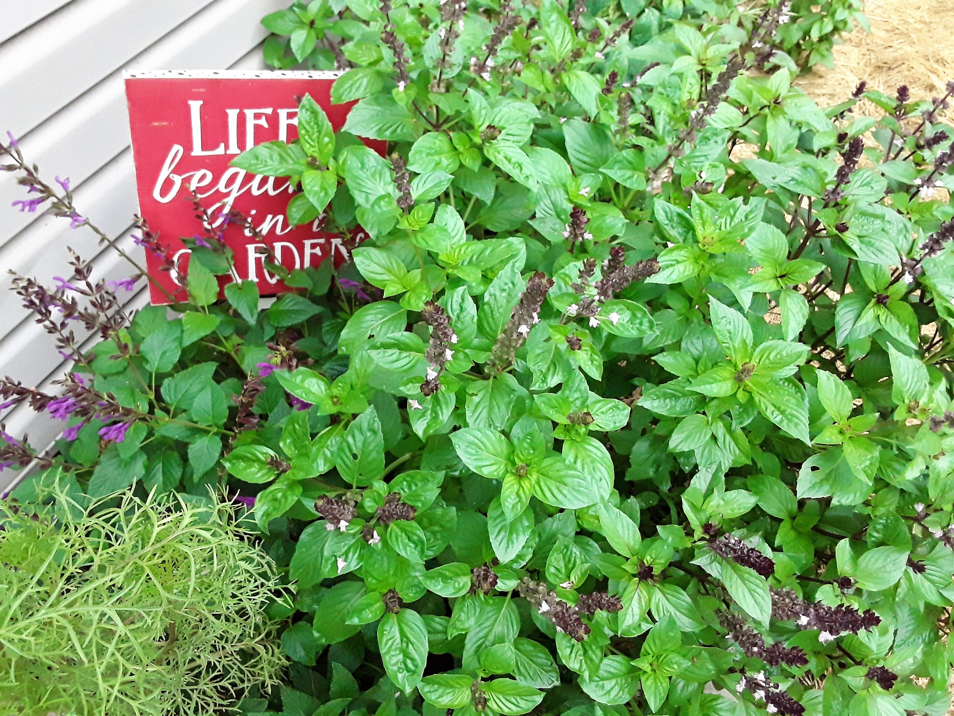 Basil Cinnamon Basil Seeds Gran s Garden Seeds