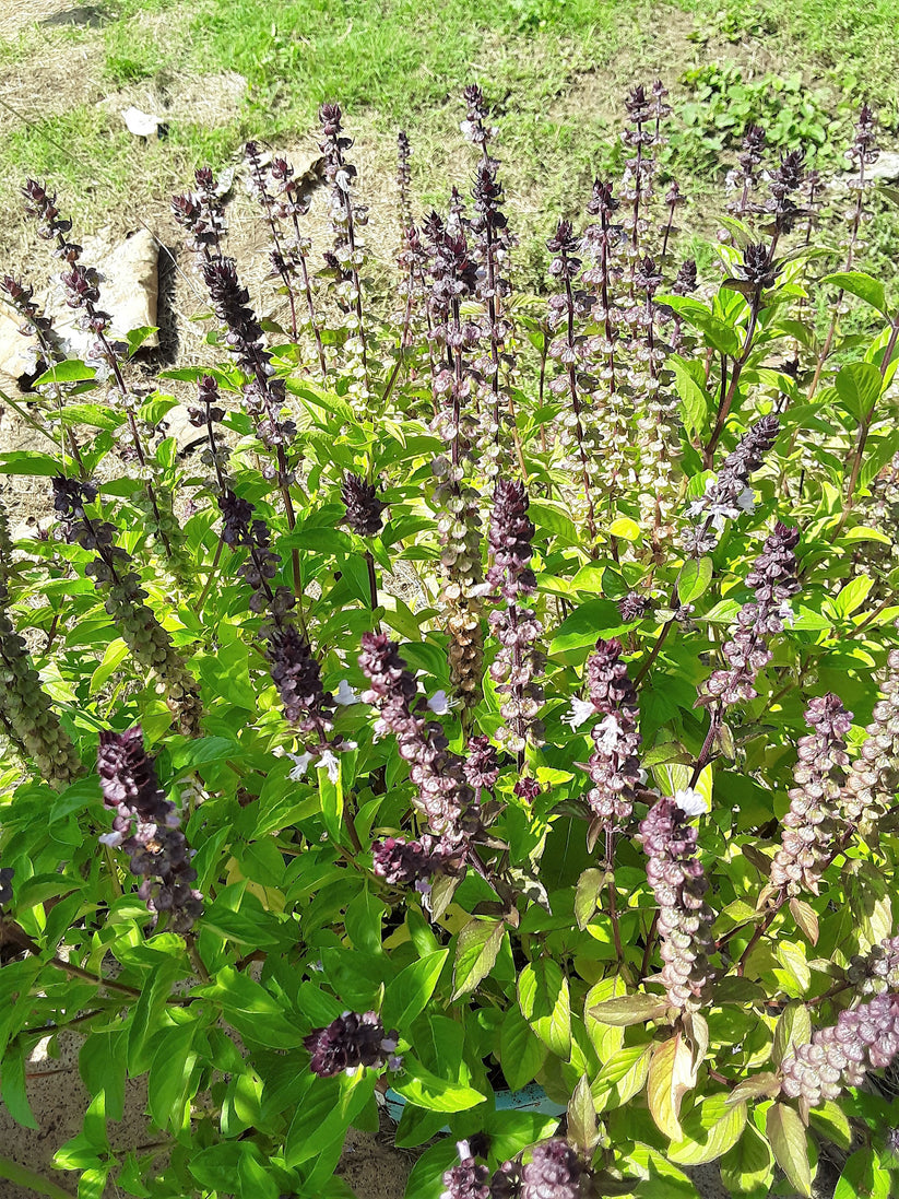 Basil, Cinnamon Basil Seeds Gran's Garden Seeds