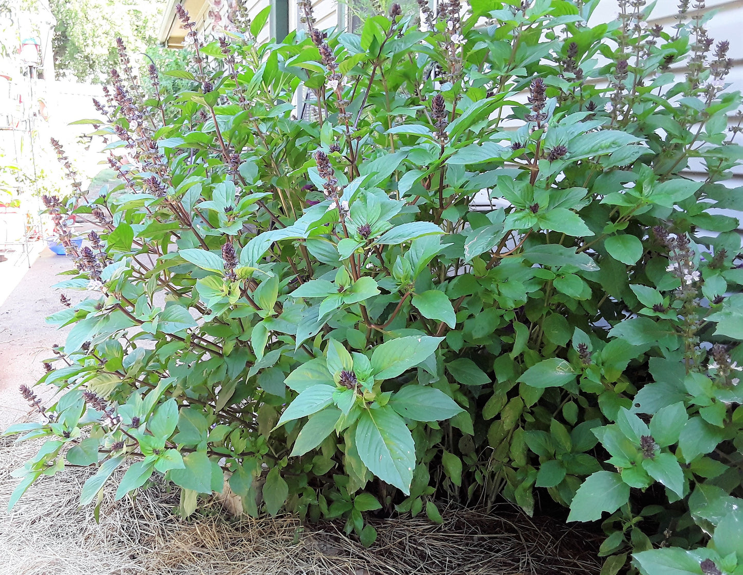 Basil, Cinnamon Basil Seeds