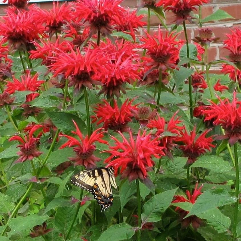 Bee Balm, Scarlet Bee Balm Seeds