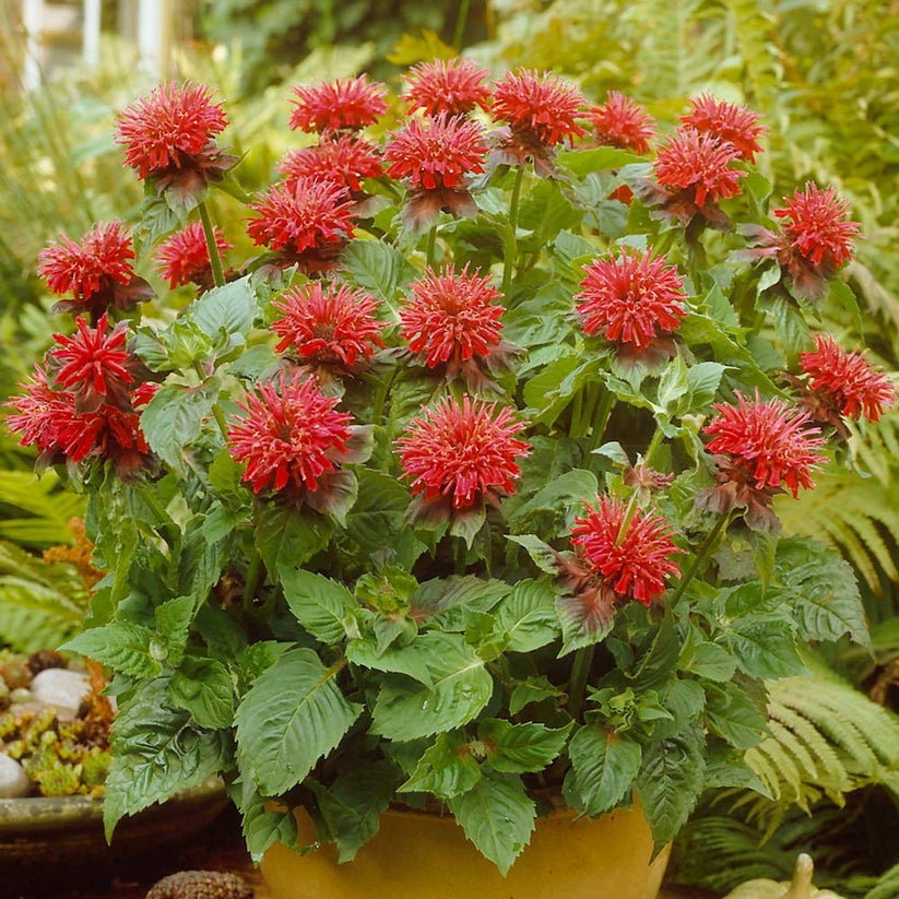 Bee Balm, Scarlet Bee Balm Seeds – Gran's Garden Seeds