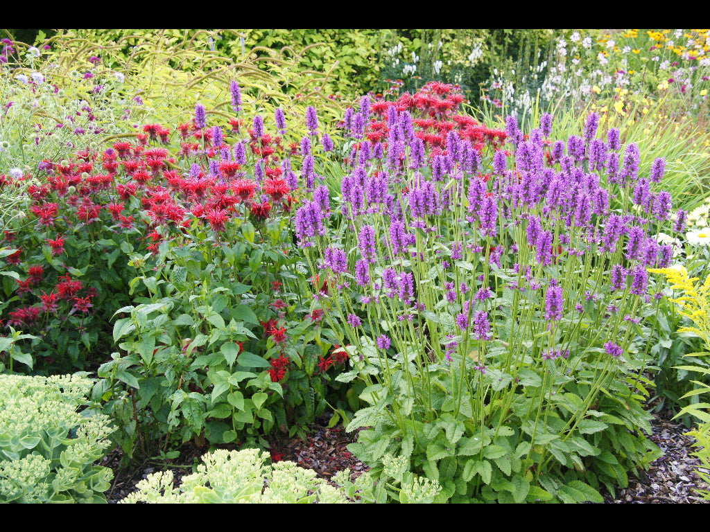 Bee Balm, Scarlet Bee Balm Seeds