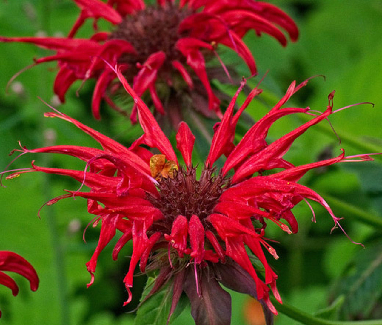 Bee Balm, Scarlet Bee Balm Seeds