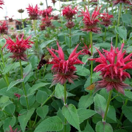 Bee Balm, Scarlet Bee Balm Seeds