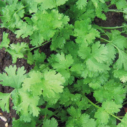 Cilantro Herb Seeds