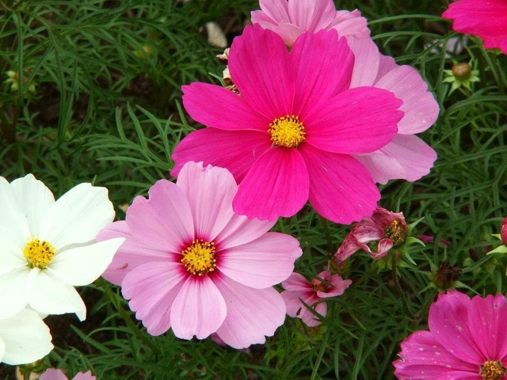 Cosmos Sensation Mixed Flower Seeds – Gran's Garden Seeds