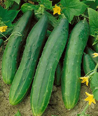 Cucumber Seeds, Heirloom Straight Eight